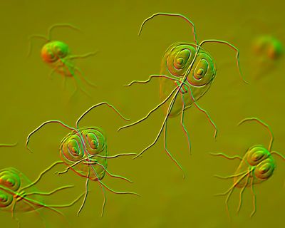 Parasite cleanses: why are so many people obsessed with intestinal worms?