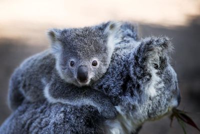 NSW koala numbers higher than previously thought, but new data may not show true picture