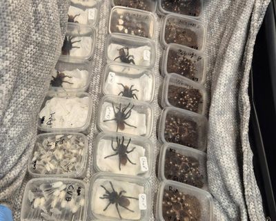 Snakes, spiders and rare birds seized by Border Force in month-long operation