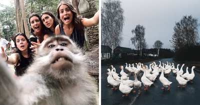 If You Need A Mood Boost, These 30 Cute And Funny Animal Pics From ‘121clicks’ Might Do It