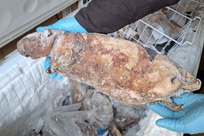 Frozen pangolin among illegal bushmeat seized in capital