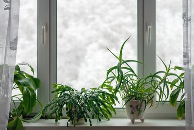13 Indoor Plants to Rescue and Overwinter from the Garden