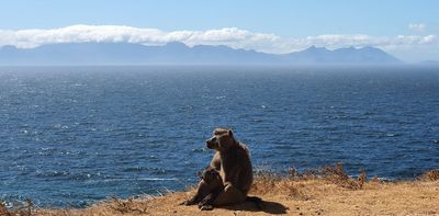 Managing conflict between baboons and people: what’s worked – and what hasn’t