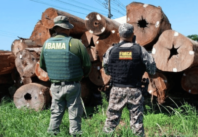 Interpol seizes 30,000 live animals in global crackdown on wildlife trade