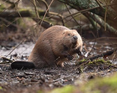 Wild beavers may have spread further than we realise