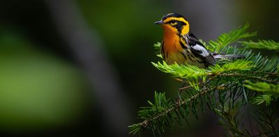 Songbirds swap colorful plumage genes across species lines among their evolutionary neighbors