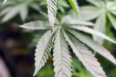 Alabama commission approves licenses for medical marijuana dispensaries as program eyes 2026 start