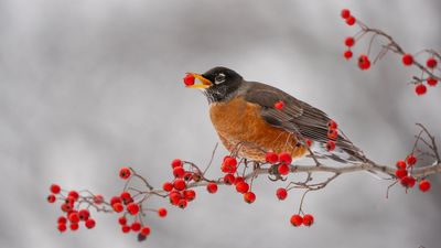 Native Plants Provide Valuable Food for Birds in Winter – Experts Reveal 5 of the Best You Can Plant to Support Feathered Friends in Your Yard