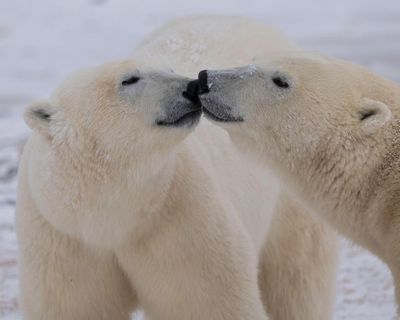 Changes to polar bear DNA could help them adapt to global heating, study finds