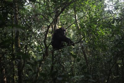 Conservationists connect with chimps in a Ugandan rainforest as they seek a sense of communion