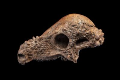 Smithsonian to display rare and ‘remarkable’ dinosaur skull that was unearthed in South Dakota