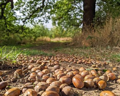 Country diary: Twenty years ago this thriving woodland didn’t even exist