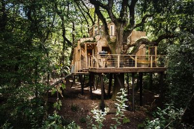 'Like a childhood fantasy come to life': Three RIBA award-winning Dorset treehouses for sale for £2 million
