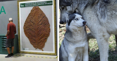 60 Pics That Show Why Extremely Large Things Can Be So Scary