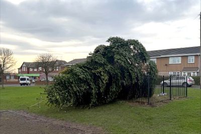 ‘Disgusting’ vandals chop down village Christmas tree hours after light switch-on