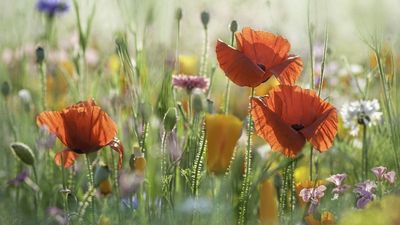 From January to December, There is a Wildflower for Each Month of the Year – Discover the Meaning Behind Yours and How To Grow It