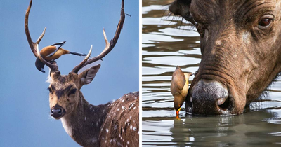41 Times This Photographer Was At The Right Place At The Right Moment In The Wild