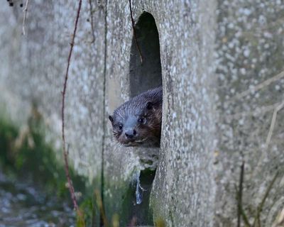 Hightailing along city streets and raiding ponds: otters’ revival in Britain