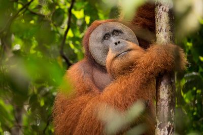 Rare orangutan species faces extinction after devastating Indonesia floods