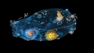 Captured on an Indonesian night dive with a Nikon D800E, this remarkable image reveals a tiny universe of undersea life