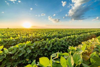 Soybeans Falling to Start Friday