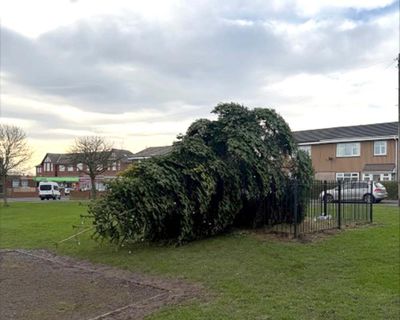 Christmas tree in Durham village chopped down hours after lights switched on