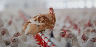 Who owns your chicken? We’ve mapped the corporate power behind the world’s favourite meat