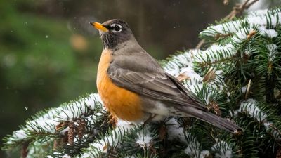 American Robins Go Crazy for This 1 Superfood That’s Probably Sitting in Your Pantry – Put It in Your Bird Feeder and They’ll Visit All Winter Long