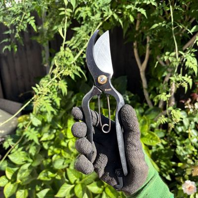 These secateurs gave me the most satisfying pruning session of my life – they cut through stems like butter