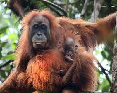 Indonesia floods were ‘extinction level’ disturbance for world’s rarest ape