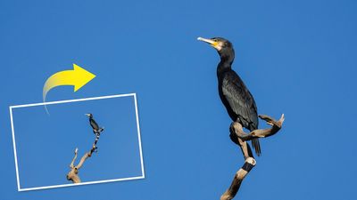 "Canon's Crop Mode now means I don’t need to buy that $10,000 super-telephoto lens for my camera!"