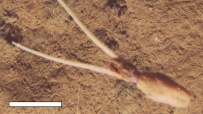 'Very novel and very puzzling': Unknown species of squid spotted burying itself upside down, pretending to be a plant