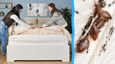 Stop bed bugs from ruining your guest room mattress this holiday season — all you need is a credit card