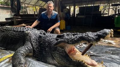 Cassius the giant crocodile died from sepsis after 40-year-old dormant infection burst from 'abscess,' necropsy reveals