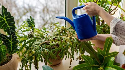 Can you water your houseplants with dehumidifier water? We asked the experts