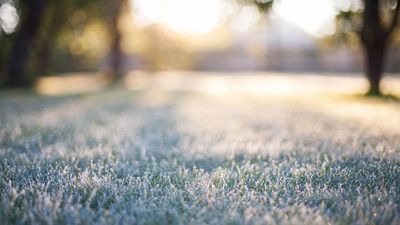 Will walking on a frosty lawn ruin your grass? Here’s what the experts say