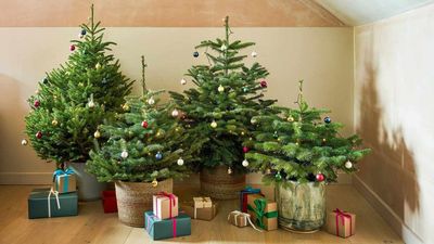 How to Make a Real Christmas Tree Last Longer — 5 Tips to Prolong Your Festive Foliage