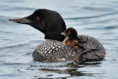 More loons are filling Maine's lakes with their ghost-like calls