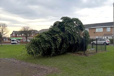 Two men arrested after village Christmas tree cut down