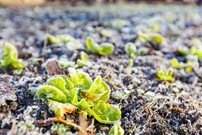 6 Vegetable Varieties That Shoot Up Winter Harvests