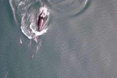 Killer whales team up with dolphins to hunt for salmon