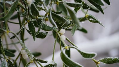 Will Your Garden Survive the Freeze Without These Protective Measures?