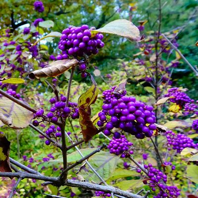 5 of the best Christmas plants with berries – expert-approved picks for showstopping festive displays