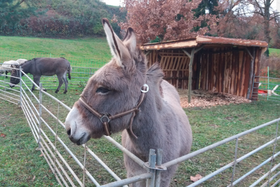 'Deranged Grinches' Wanted After Punching Nativity Donkeys, Defecating in Church During German Christmas Rampage