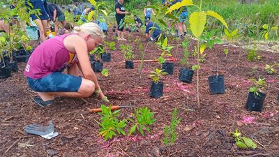 Tiny forests sow seeds of big biodiversity impact