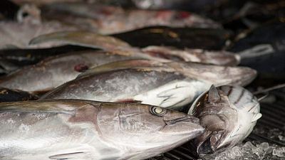 EU agrees on fishing quotas for 2026 after intense negotiations