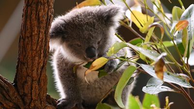 Koala 'misinformation' cry as population counts soar