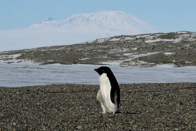 Charles delivers ‘piece of home’ to Antarctic outpost