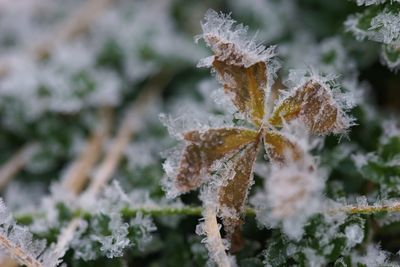 14 Cold-Frame Upgrades That Extend Your Growing Season