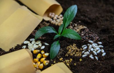 How Late-Season Seeds Can Give You a Head Start for Spring